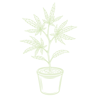 dessin d'une plante de cannabis