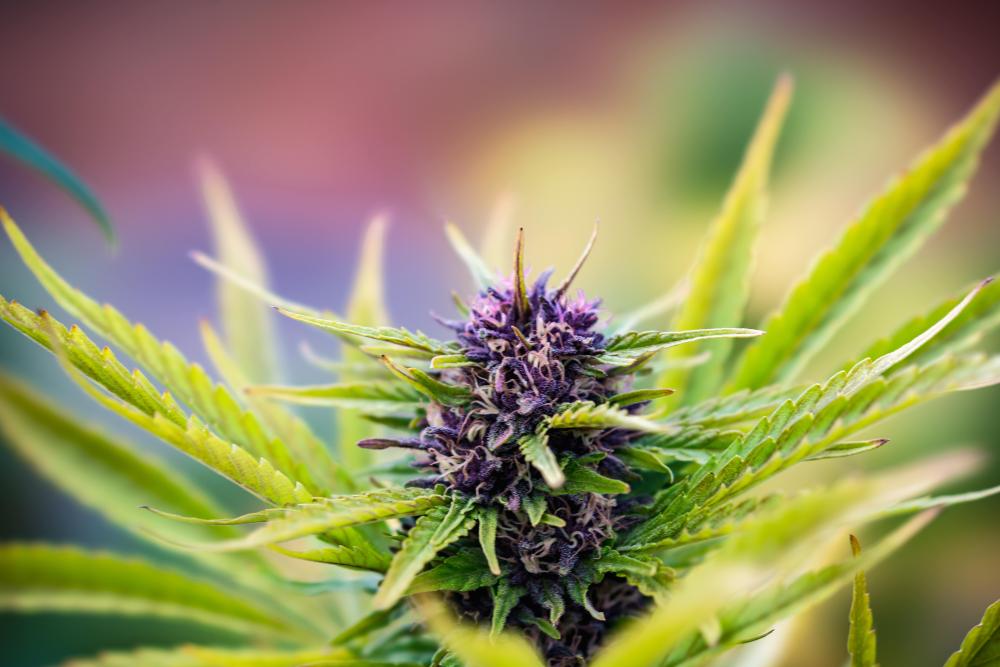 fleur de cannabis